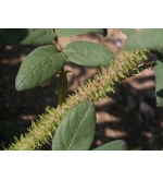 Mousseux du Japon (Japonica)