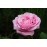 Mrs. John Laing