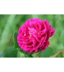 Nuits de Young (Black Moss, Old Black)