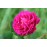 Nuits de Young (Black Moss, Old Black)