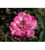 Old Blush China (Pallida, Parson´s Pink China, Monthly Rose,..)