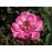 Old Blush China (Pallida, Parson´s Pink China, Monthly Rose,..)