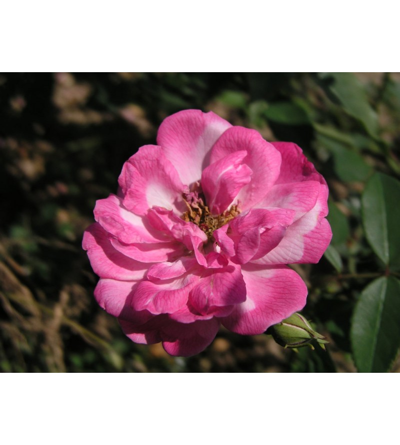 Old Blush China (Pallida, Parson´s Pink China, Monthly Rose,..)