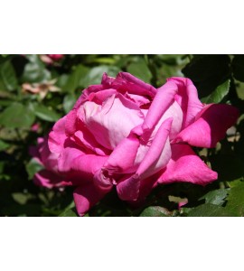 Old Blush China (Pallida, Parson´s Pink China, Monthly Rose,..)