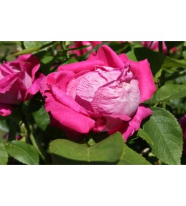 Old Blush China (Pallida, Parson´s Pink China, Monthly Rose,..)