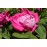 Old Blush China (Pallida, Parson´s Pink China, Monthly Rose,..)