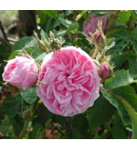 Petite de Hollande (Rosa Centifolia Minor,..)