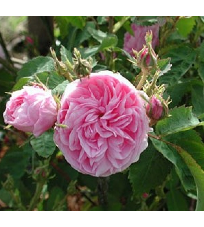 Petite de Hollande (Rosa Centifolia Minor,..)