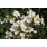 Pimpinelifolia