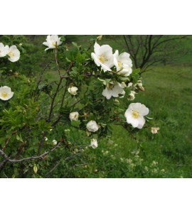 Pimpinelifolia