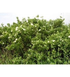 Pimpinelifolia