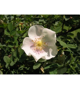 Pimpinelifolia