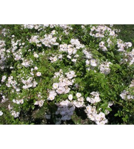 Pompon Blanc Parfait