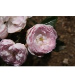 Pompon Blanc Parfait