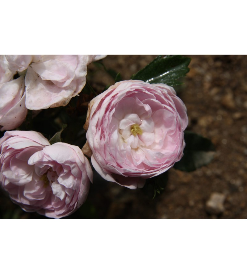 Pompon Blanc Parfait