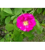Duchesse de Portland (syn.:Portlandica, The Portland)