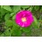 Duchesse de Portland (syn.:Portlandica, The Portland)