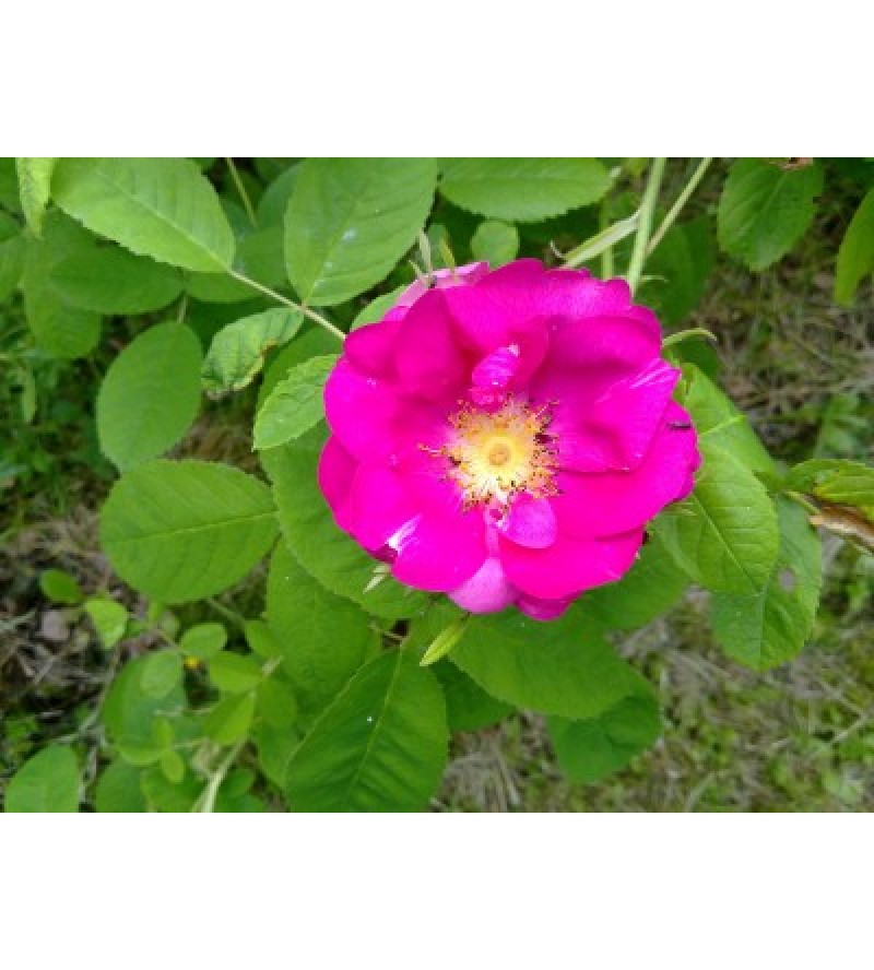 Duchesse de Portland (syn.:Portlandica, The Portland)