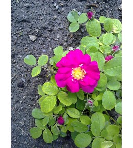 Duchesse de Portland (syn.:Portlandica, The Portland)