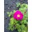 Duchesse de Portland (syn.:Portlandica, The Portland)