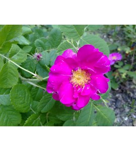 Duchesse de Portland (syn.:Portlandica, The Portland)