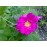 Duchesse de Portland (syn.:Portlandica, The Portland)