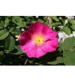 Provins Rose