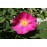 Provins Rose
