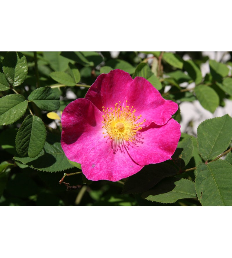 Provins Rose