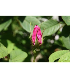 Provins Rose