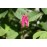 Provins Rose