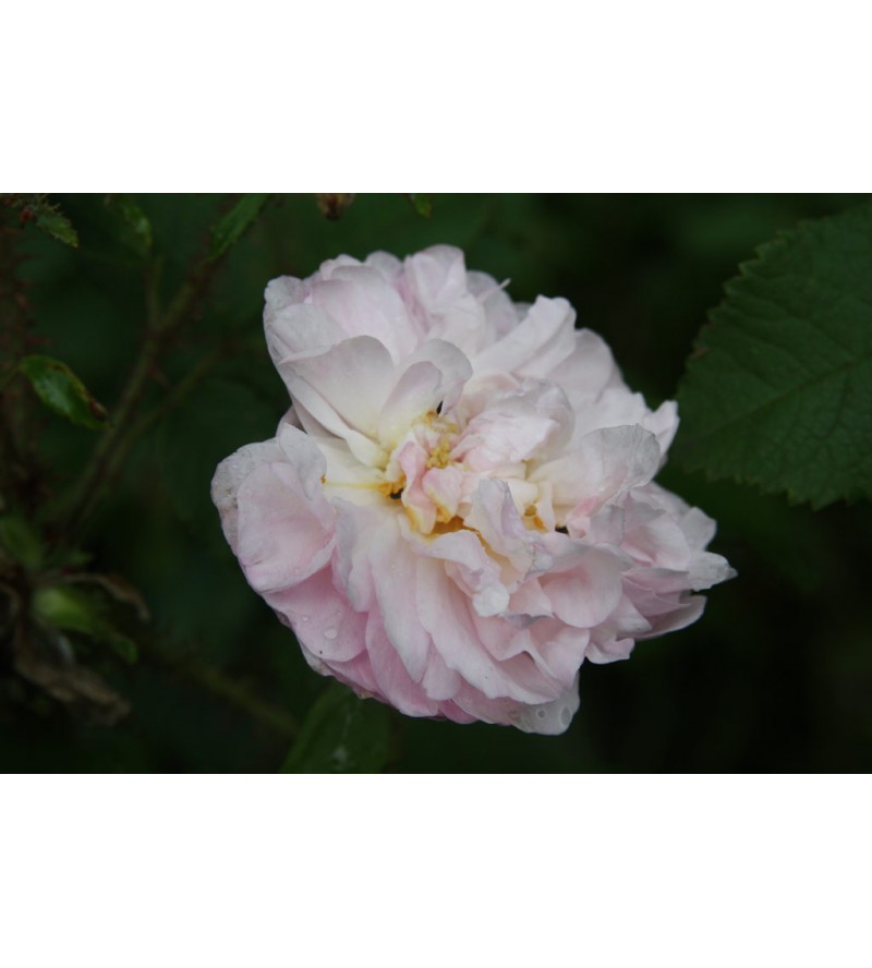 Quatre Saisons Blanc Mouseux