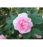 Queen of Denmark (syn.:Konigin von Danemark)