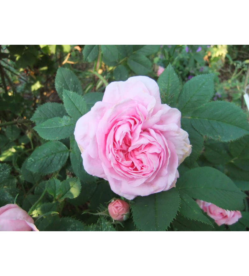 Queen of Denmark (syn.:Konigin von Danemark)