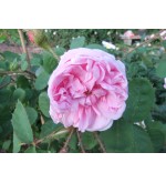 R. Communis (R.centifolia muscosa, Old pink moss, Muscosa, Moss Provence,...)