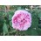 R. Communis (R.centifolia muscosa, Old pink moss, Muscosa, Moss Provence,...)