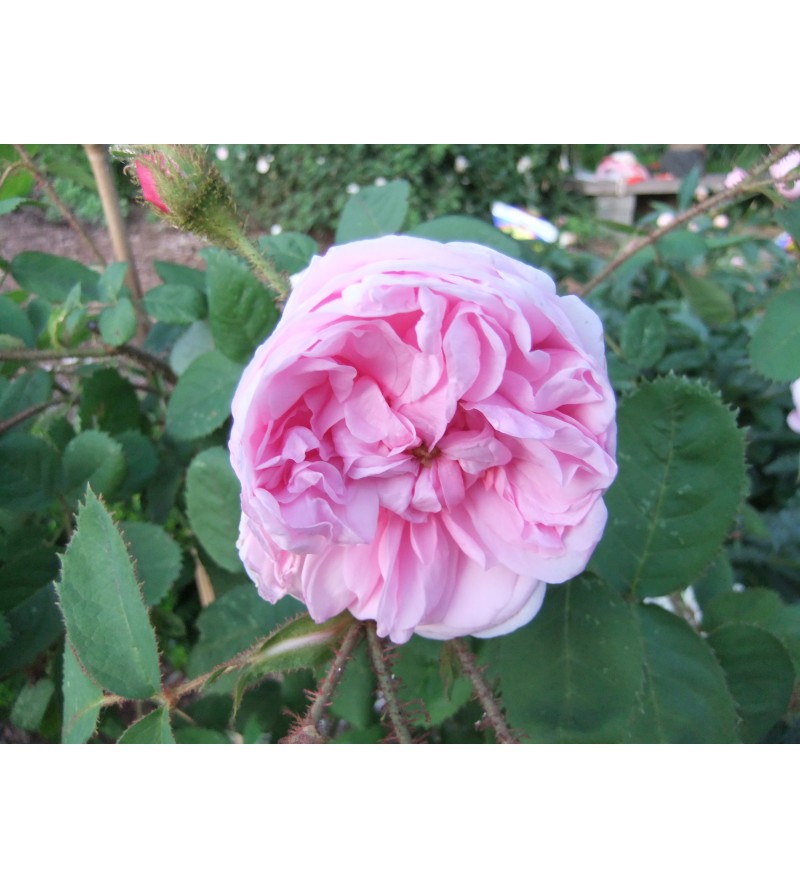 R. Communis (R.centifolia muscosa, Old pink moss, Muscosa, Moss Provence,...)