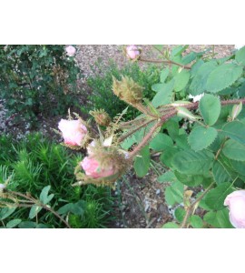 R. Communis (R.centifolia muscosa, Old pink moss, Muscosa, Moss Provence,...)