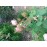 R. Communis (R.centifolia muscosa, Old pink moss, Muscosa, Moss Provence,...)
