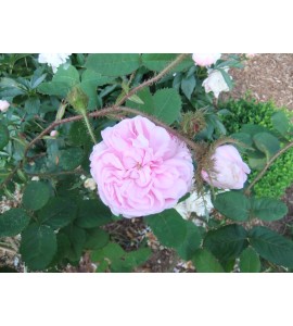 R. Communis (R.centifolia muscosa, Old pink moss, Muscosa, Moss Provence,...)