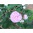 R. Communis (R.centifolia muscosa, Old pink moss, Muscosa, Moss Provence,...)