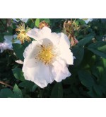 R. x richardi (Rosa Sancta, Holy Rose of Abyssinia,..)