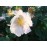 R. x richardi (Rosa Sancta, Holy Rose of Abyssinia,..)