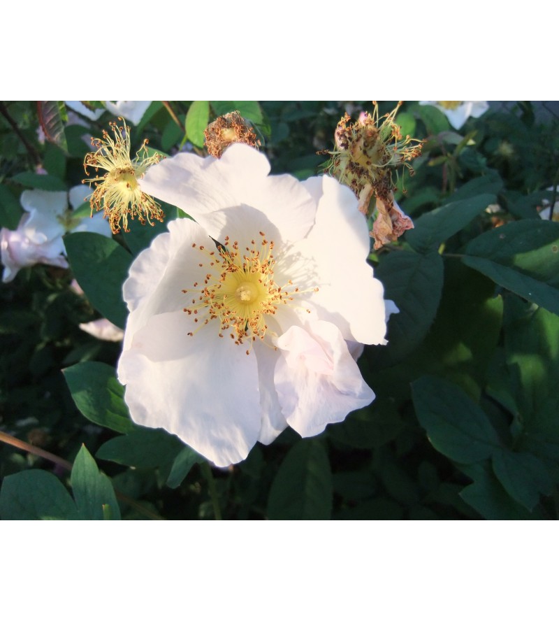 R. x richardi (Rosa Sancta, Holy Rose of Abyssinia,..)