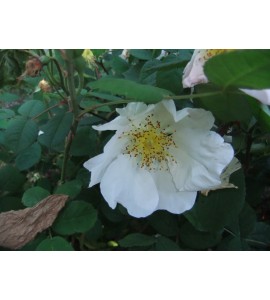 R. x richardi (Rosa Sancta, Holy Rose of Abyssinia,..)