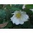 R. x richardi (Rosa Sancta, Holy Rose of Abyssinia,..)