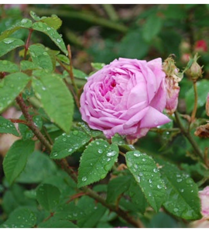 R. Centifolia minima