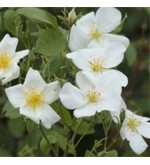 R. Moschata