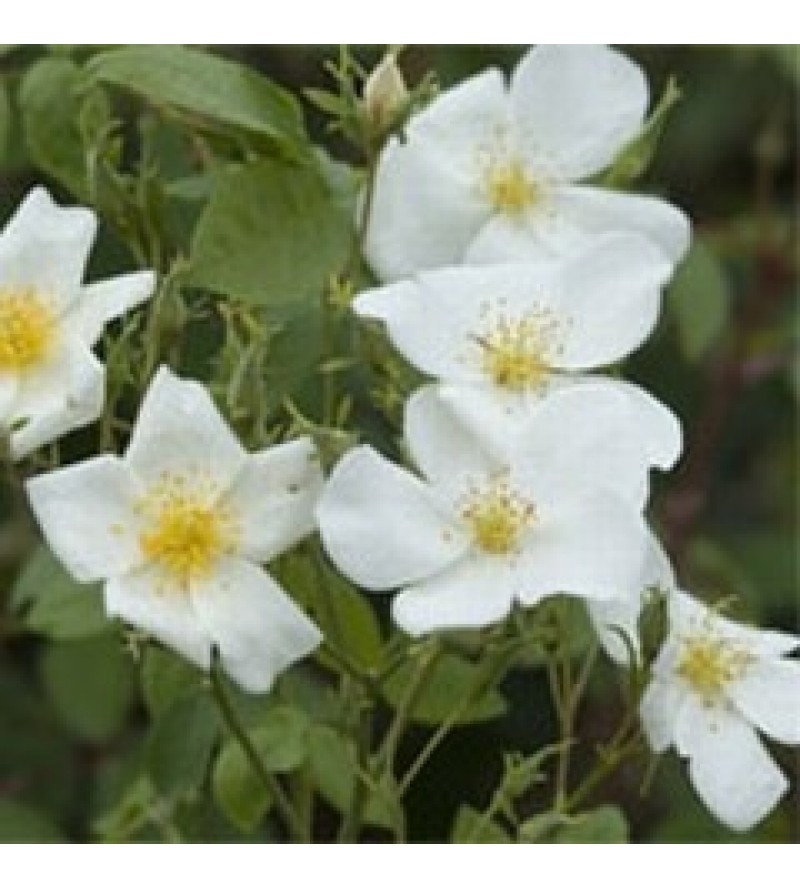 R. Moschata