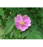 Rosa acicularis